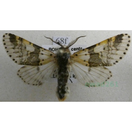 Furcula bicuspis (Borkhausen, 1790) male Widłogonka dwurożka Czech68f